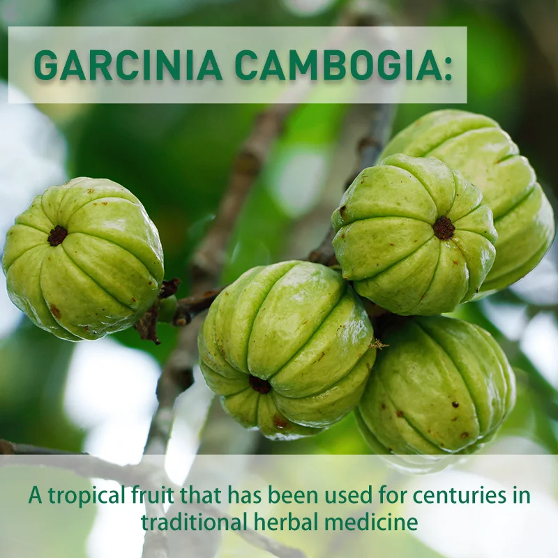 Garcinia Cambogia Capsules - B - Garcinia Cambogia Extract review and price